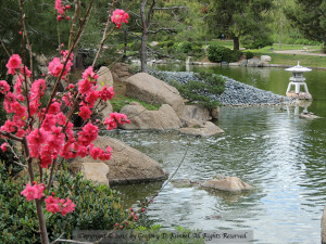 Japanese Friendship Garden in Phoenix