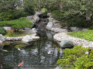 SD Jap Gdn Koi Pond