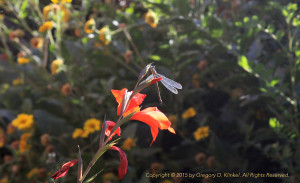 dragonfly on orange flower